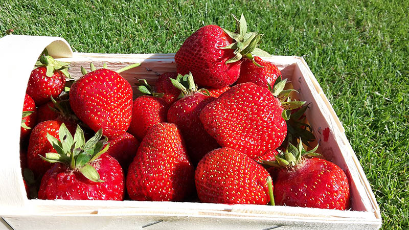 Košík plný čerstvých jahôd