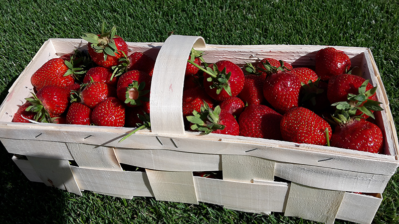 Debnička plná jahôd